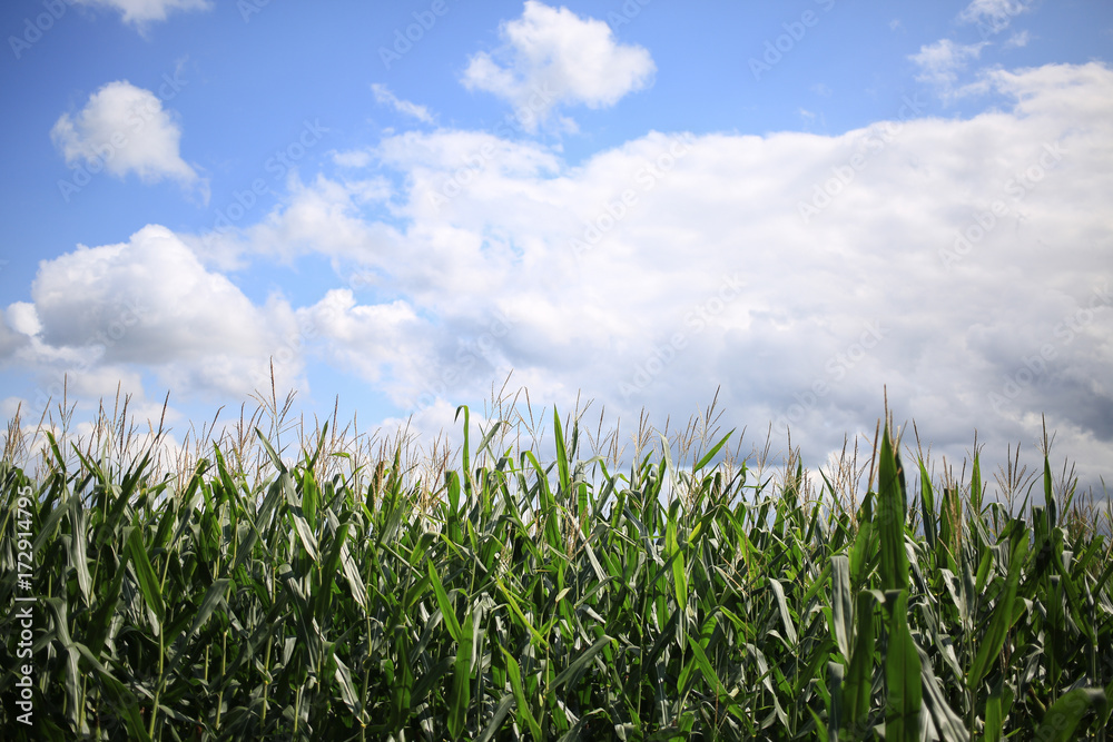 The corn leaves and flowers at the top of the stalks. The corn leaves and flowers at the top of the stalks.