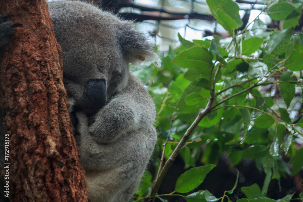 Obraz premium Koala Hospital