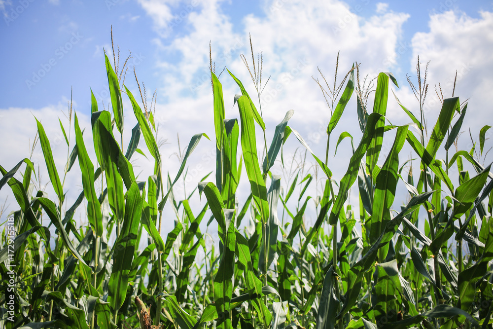 Obraz premium Flowers at the tops of the corn stalks.