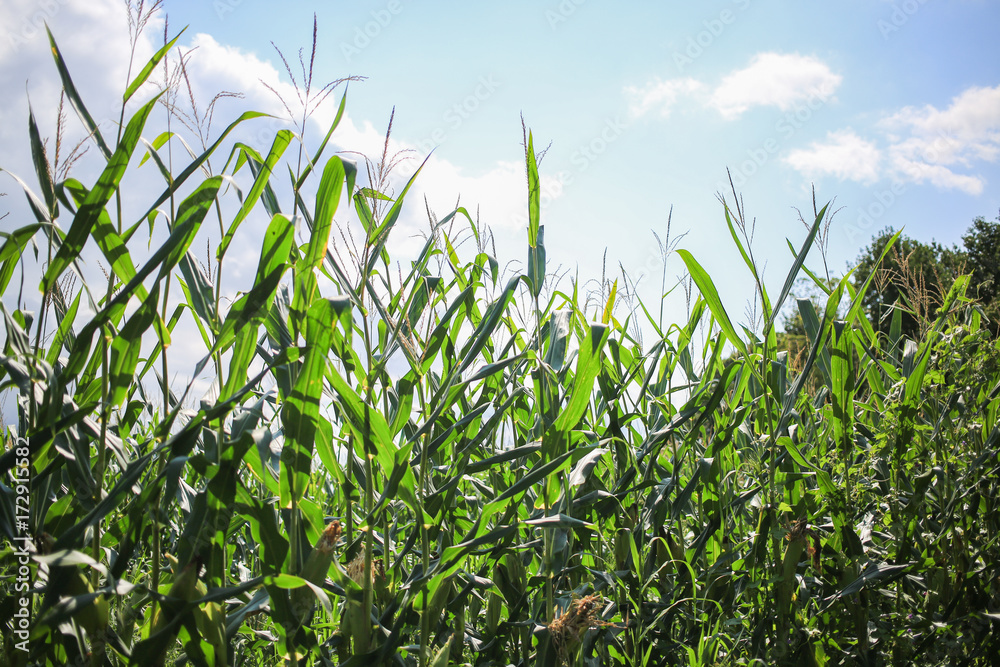 Flowers and leaves on corn stalks. Flowers and leaves on corn stalks.