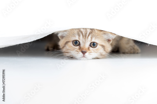 Fototapeta Naklejka Na Ścianę i Meble -  Funny cat looking from under white curtain