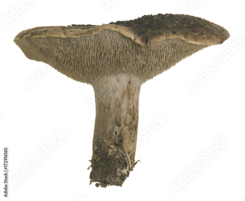 Tableau sur toile Scaly tooth fungus, Sarcodon squamosus isolated on white background