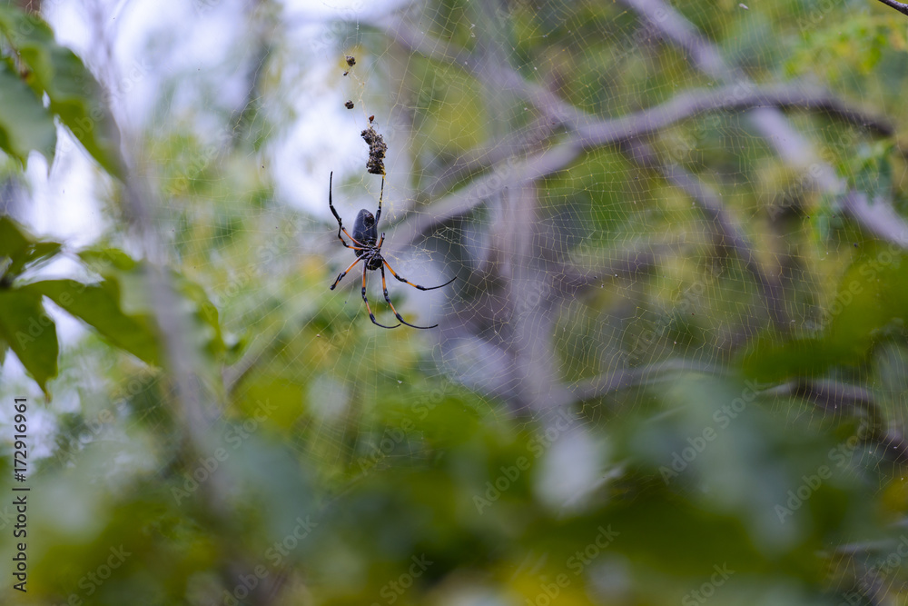 Endemic spider at Reunion Island Endemic spider at Reunion Island