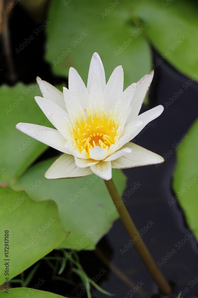 Beautiful lotus in the pond with nature Beautiful lotus in the pond with nature