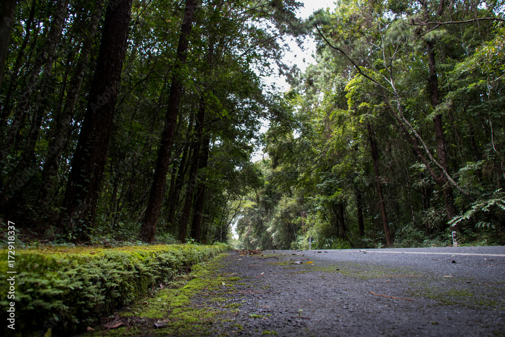 Fototapeta premium Asphalt road through the deep forest. Close up, Nature background.