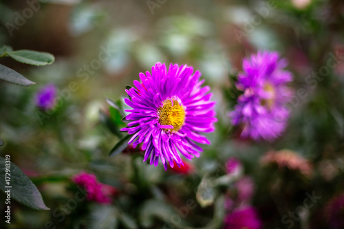 Beautiful pink flower in the garden