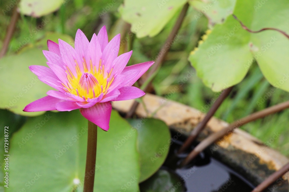 Beautiful lotus in the pond with nature Beautiful lotus in the pond with nature