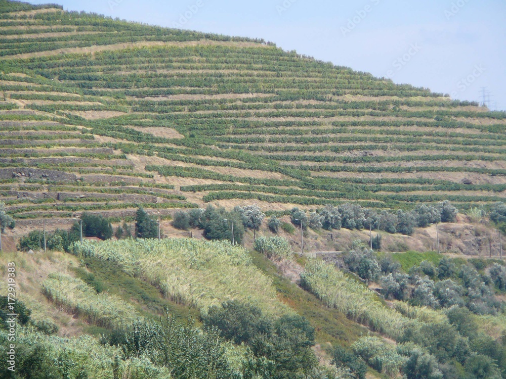 Vineyards on banks of river Duero