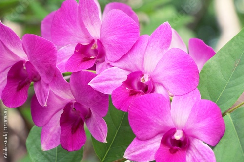 Orchid in garden with nature