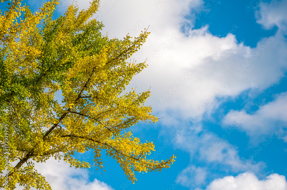 Obraz premium 黄葉