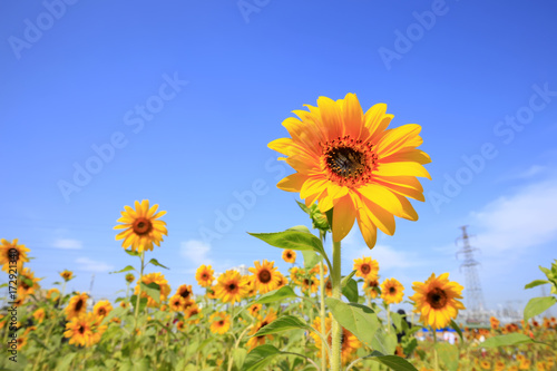 Sunflowers