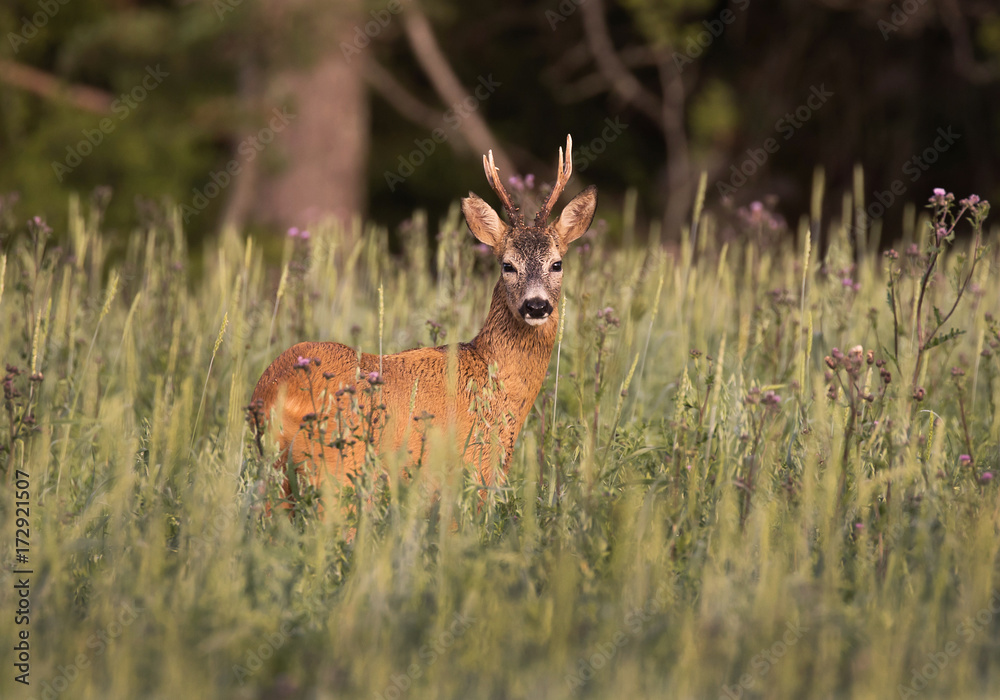 Roe deer (Capreolus capreolus) Roe deer (Capreolus capreolus)