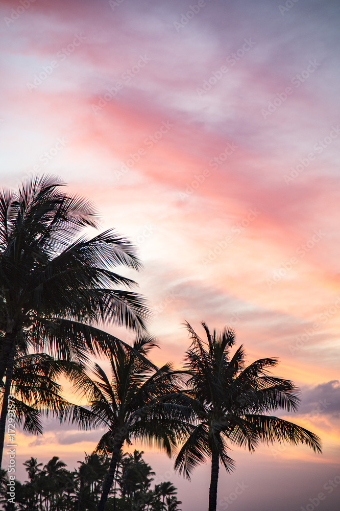 Sunset and palm trees, big island, Hawaii 