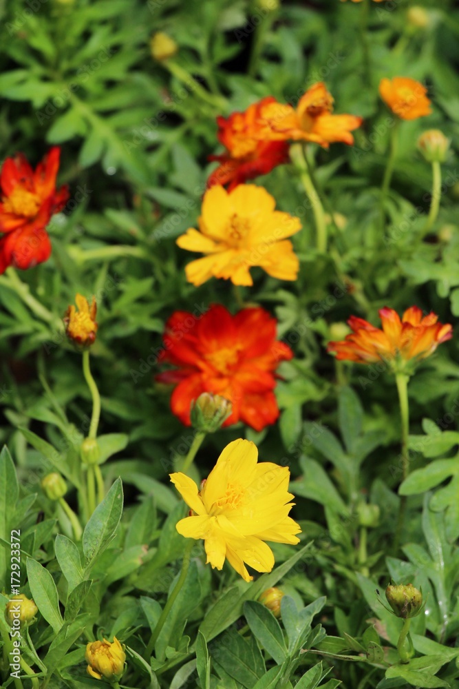 Beautiful cosmos colorful flowers in the garden Beautiful cosmos colorful flowers in the garden