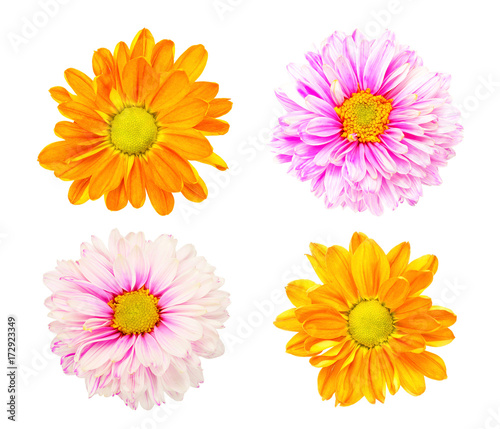 Beautiful collection of Daisy flowers isolated on white background
