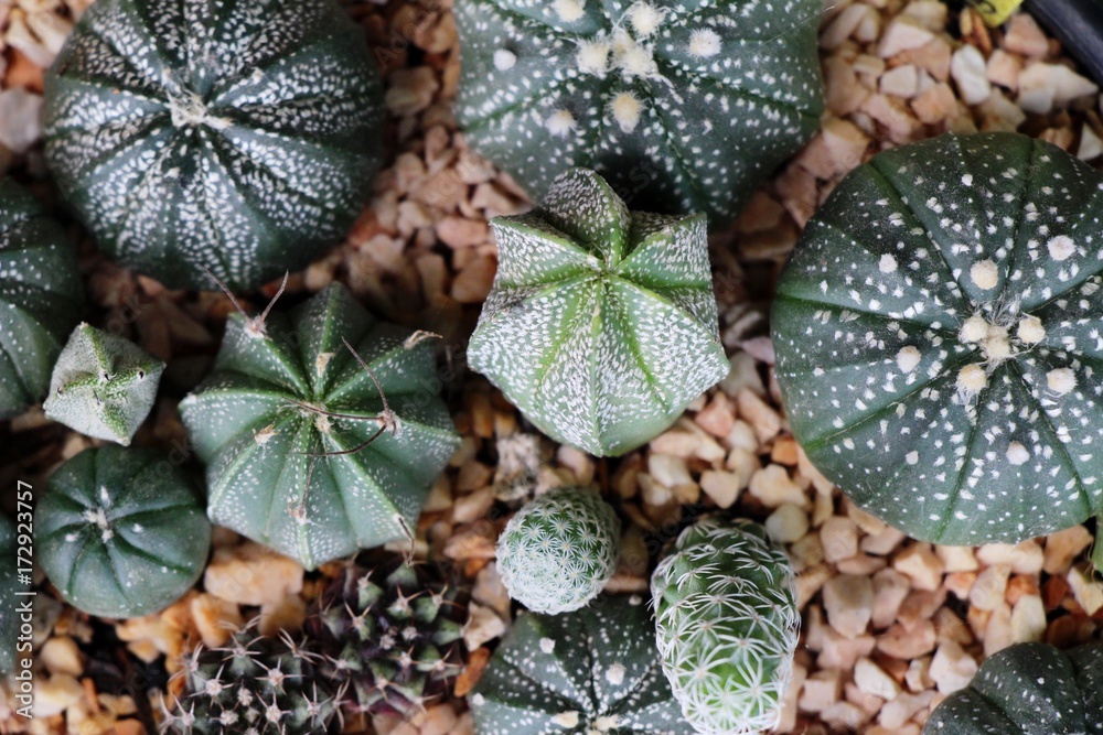 Obraz premium Beautiful small the cactus in the pot