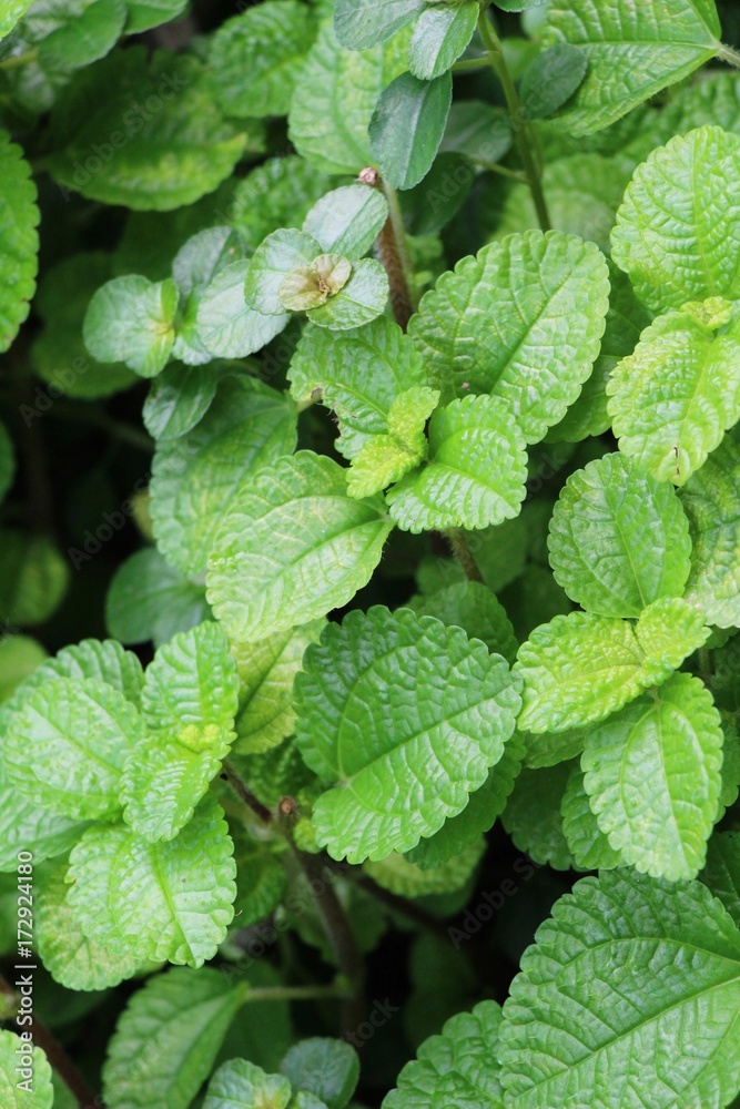 Pepper mint leaves in garden with nature Pepper mint leaves in garden with nature
