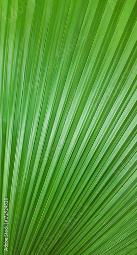 Green Leaves for Background