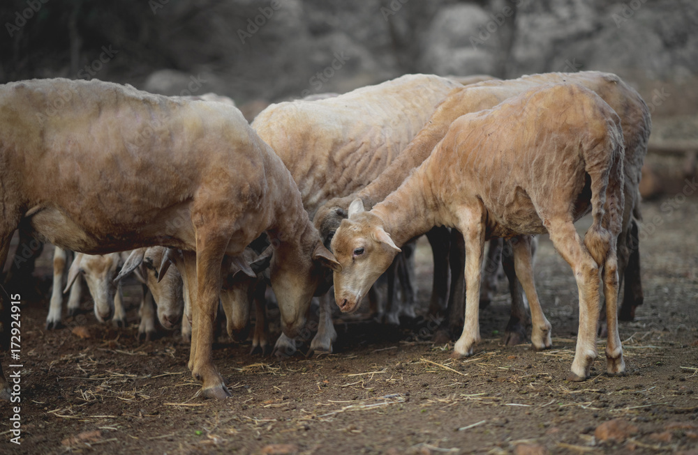 Obraz premium Mediterranean Sheep. After shearing. 