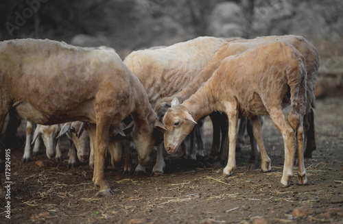 Fototapeta Naklejka Na Ścianę i Meble -  Mediterranean Sheep. After shearing. 