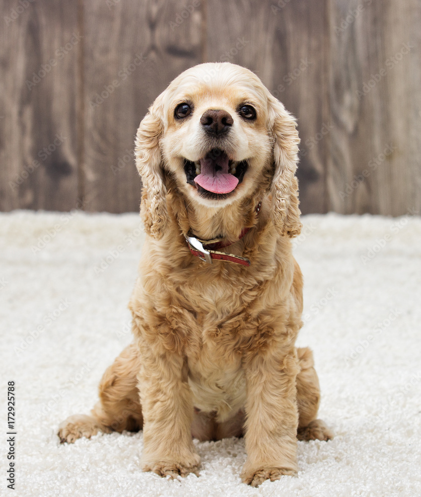 American cocker spaniel sitting and looking in the apartment Stock