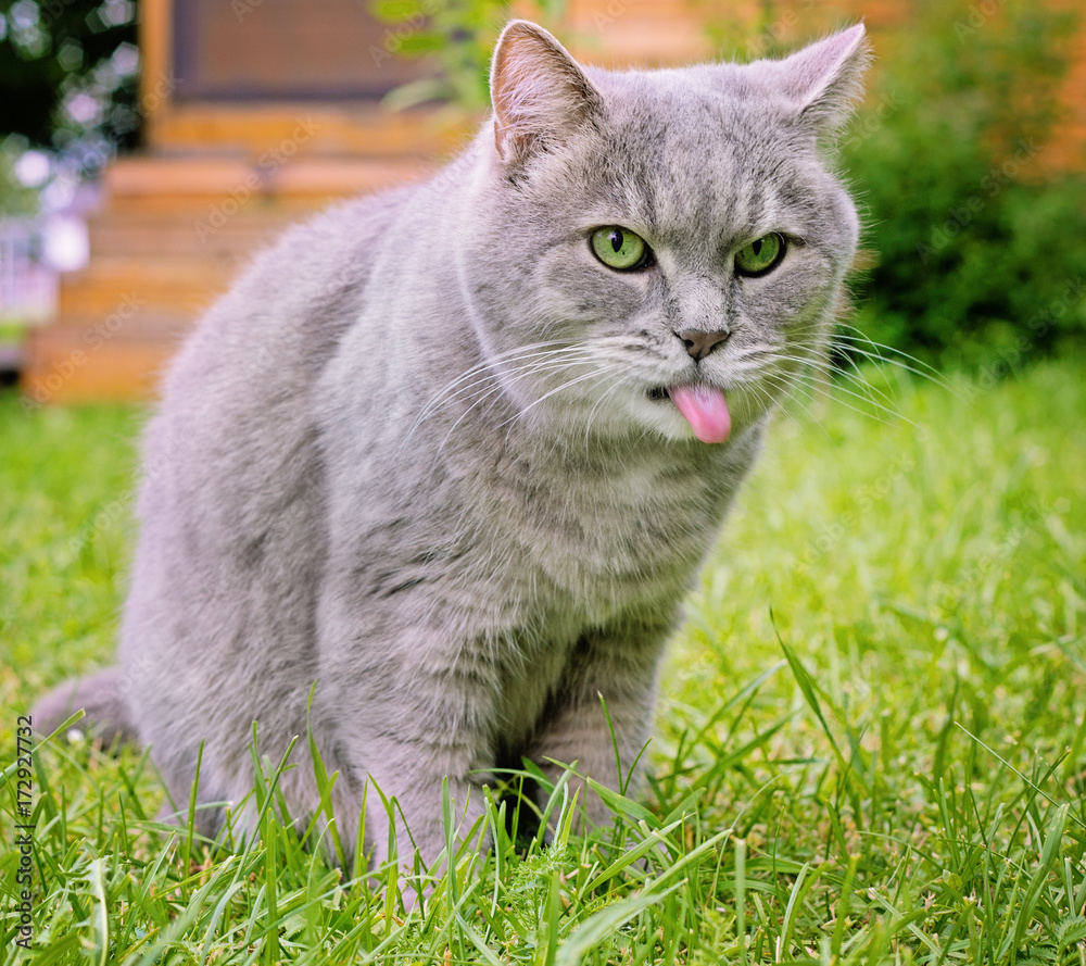Gray cat with the flicked out tongue  on a green lawn