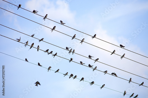 Swallows Sitting on Electricity Wires.