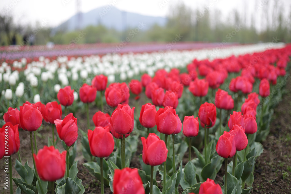 Red Tulips in Kashmir