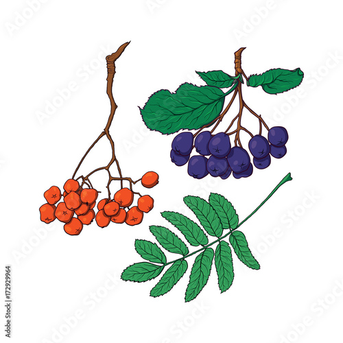 Hand drawn bunches of chokeberry, rowan berries and leaf, sketch style vector illustration isolated on white background. Hand drawn rowan and chokeberry, berries and leaves, vector illustration