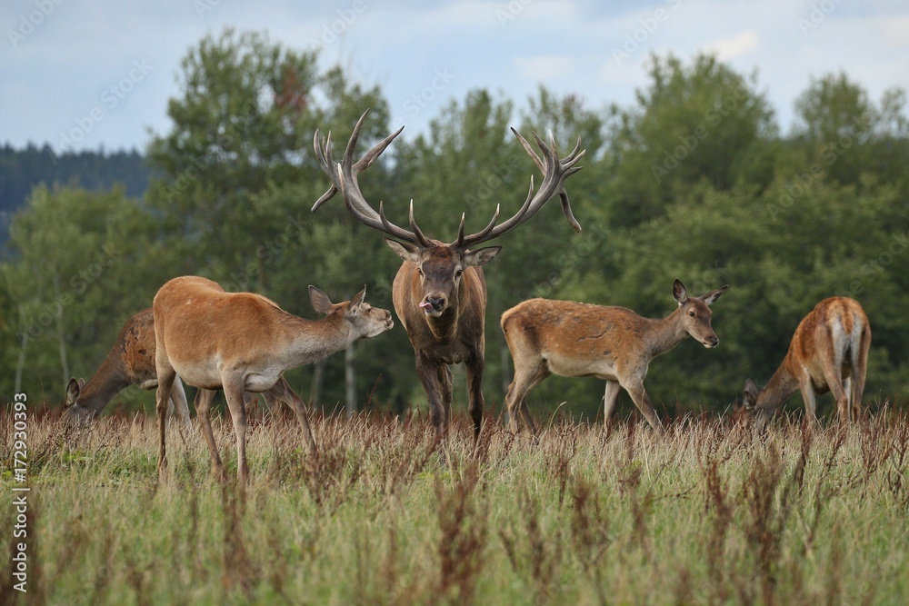 Red deer male with his group during the deer rut in the nature habitat of Czech Republic, european wildlife, wild europa, deer rut, Cervus elaphus. Red deer male with his group during the deer rut in the nature habitat of Czech Republic, european wildlife, wild europa, deer rut, Cervus elaphus.