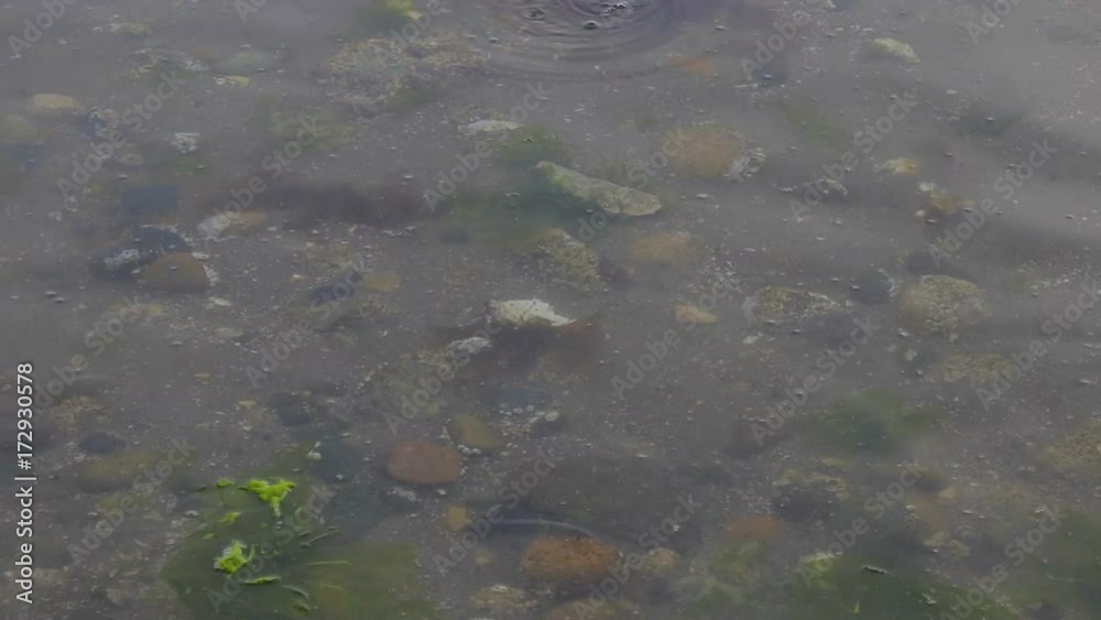 clam blowing bubbles under shallow water clam blowing bubbles under shallow water