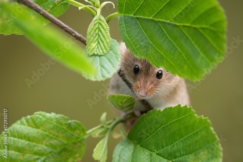A close up of the head and nose of a harvest mouse peering through some leaves on  a branch