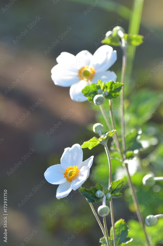 秋明菊 シュウメイギク 秋明菊の花 白い花 白色の花 一重の花 秋の花 庭 花壇 ガーデン ガーデニング の画像 13 件の Stock 写真 ベクターおよびビデオ Adobe Stock 秋明菊 シュウメイギク 秋明菊の花 白い花 白色の花 一重の花 秋の花 庭 花壇 ガーデン ガーデニング の画像 13 件の Stock 写真 ベクターおよびビデオ Adobe Stock