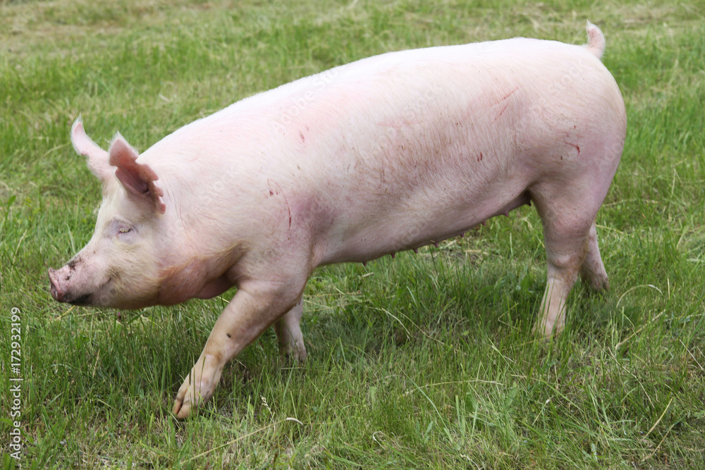 Little pink growing piglet grazing on rural pig farm Little pink growing piglet grazing on rural pig farm