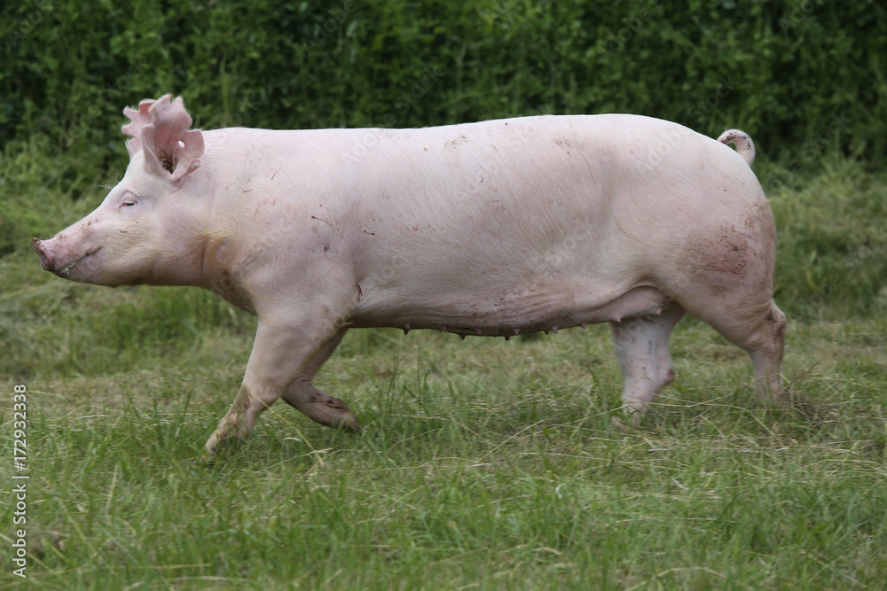 Young pig running on the summer meadow Young pig running on the summer meadow