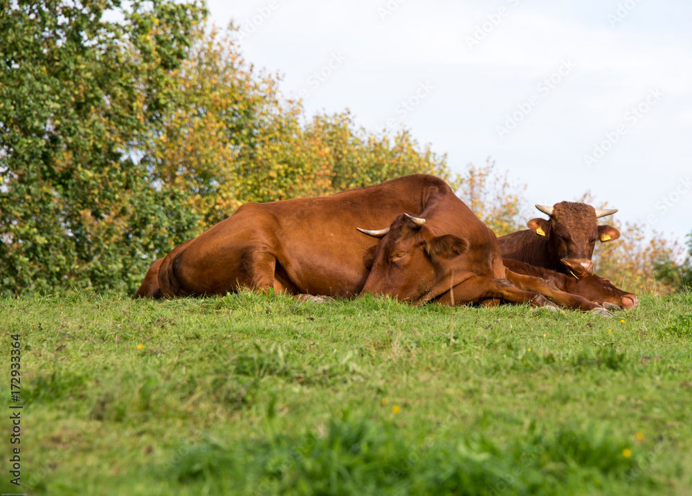 Fototapeta premium Kühe liegen auf der Wiese