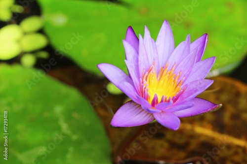 Purple lotus in the pond with nature