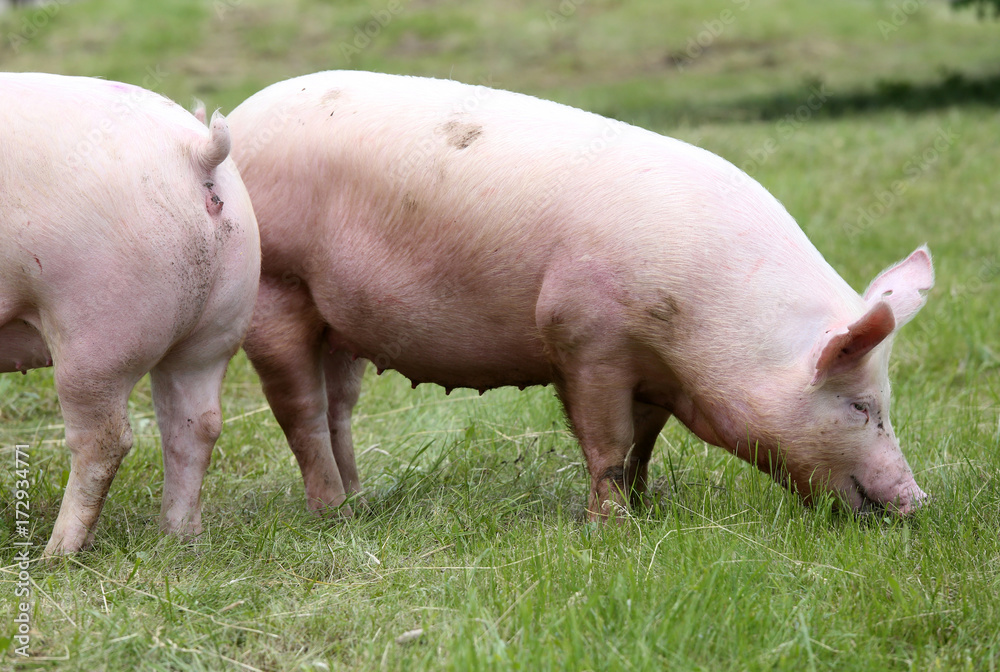 Pink pig grazing on the meadow summertime Pink pig grazing on the meadow summertime