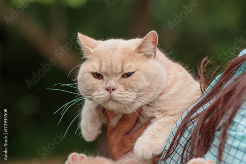 cat breed British Short hair is on female hands. Selective focus. Copy space