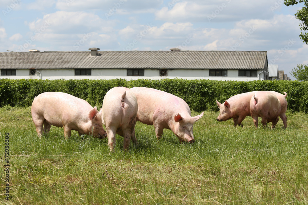 Panoramic view of an animal farm rural scene Panoramic view of an animal farm rural scene