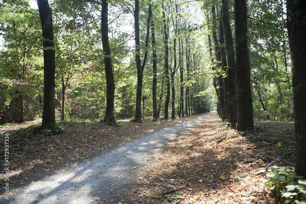 Fototapeta premium Viale boschivo