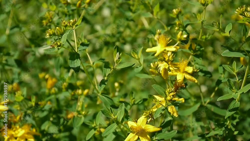 St. John's wort, medicinal plant with flower in the field. St. John's wort, medicinal plant with flower in the field.