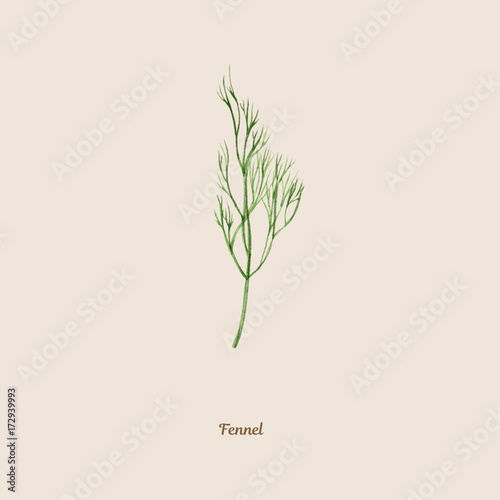 Handpainted watercolor poster with fennel