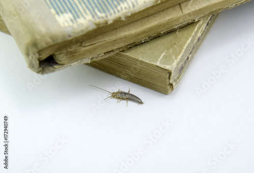 Insect feeding on paper - silverfish photo