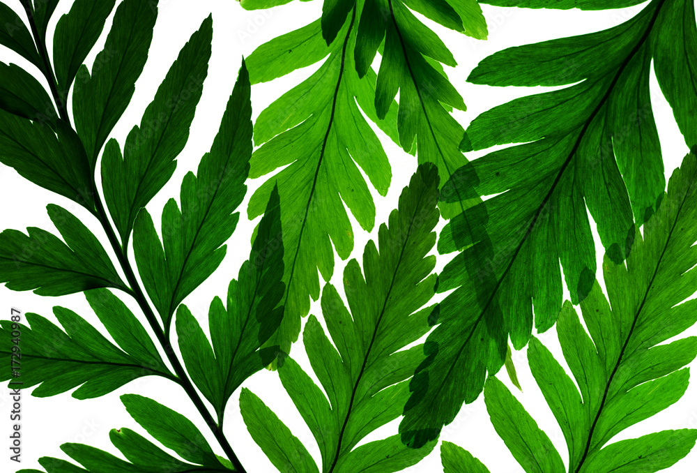 Green fern pattern on white background