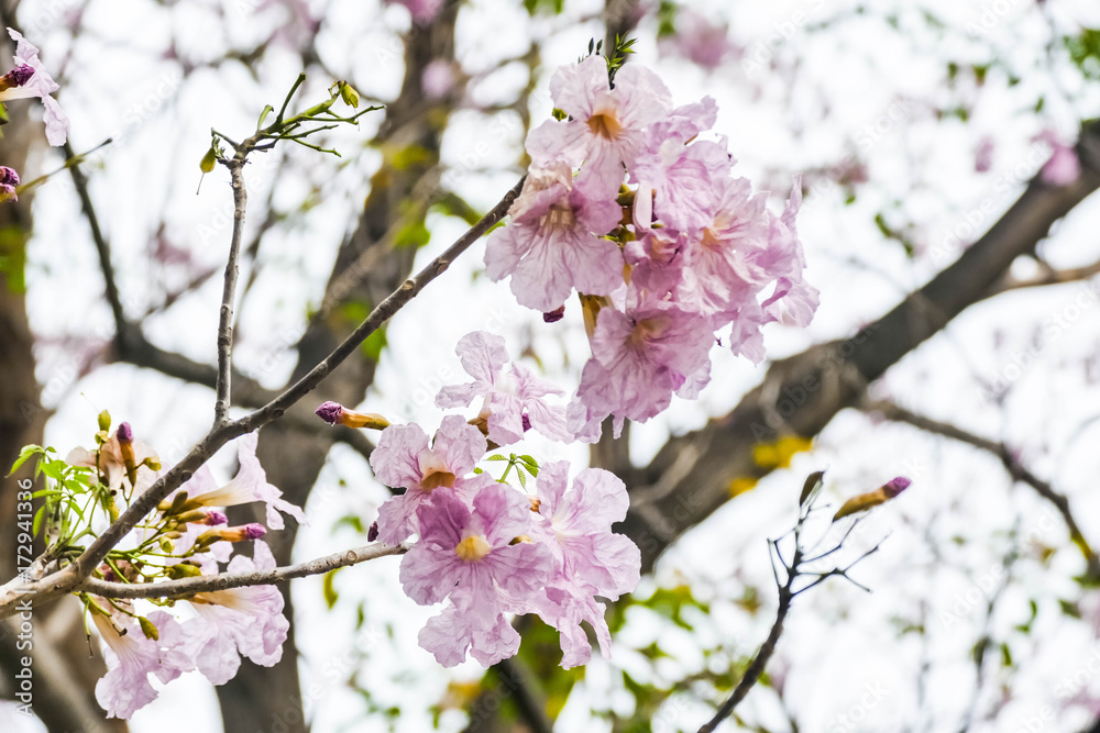 Pink trumpet tree with beautiful full of early April in Thailand. Pink trumpet tree with beautiful full of early April in Thailand.