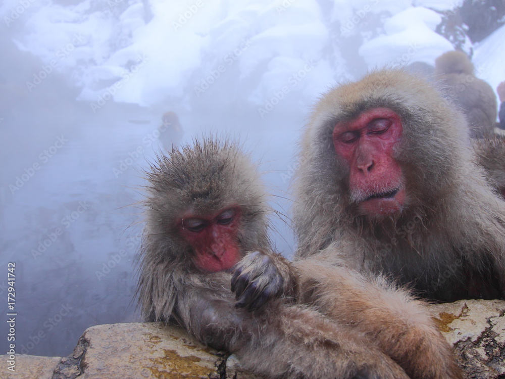 Snow monkeys in hot spring. In Jigokudani park, Nagano, Japan. 地獄谷野猿公苑のニホンザル Snow monkeys in hot spring. In Jigokudani park, Nagano, Japan. 地獄谷野猿公苑のニホンザル