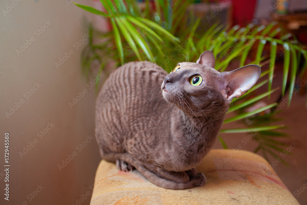 gray cat sitting and looking at the camera gray cat sitting and looking at the camera