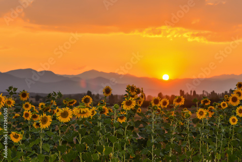 Moon Flower Field and Sunsets