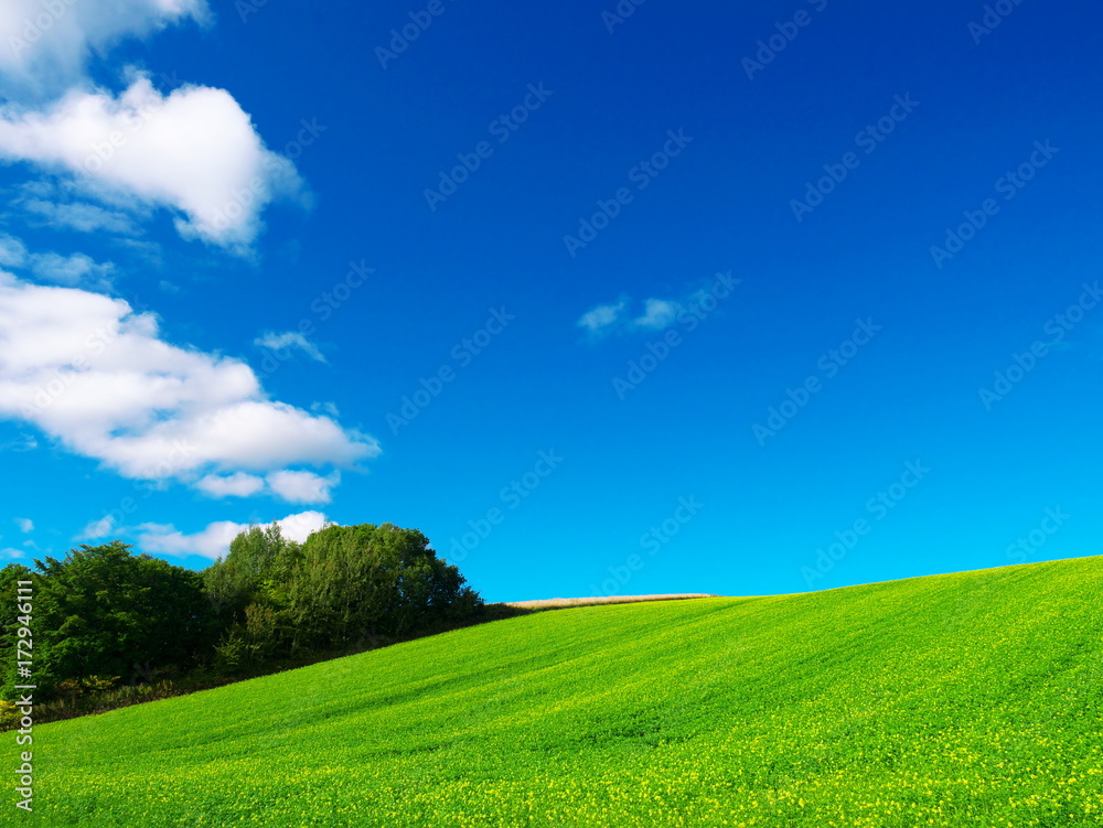 Obraz premium Hill of Biei in Hokkaido and blue sky